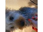 Silky Terrier Puppy for sale in Orlando, FL, USA