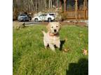 Golden Retriever Puppy for sale in Derry, NH, USA