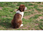 English Springer Spaniel Puppy for sale in Dallas, TX, USA
