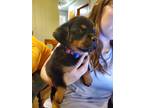 Rottweiler Puppy for sale in New Market, TN, USA