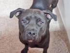 Adopt PINKY a Pit Bull Terrier, Boxer