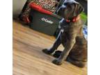 Cane Corso Puppy for sale in Edinburgh, IN, USA