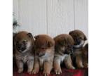 Shiba Inu Puppy for sale in Apple Creek, OH, USA