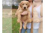 Goldendoodle PUPPY FOR SALE ADN-505578 - F1 GOLDENDOODLE PUPPIES READY BY