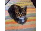 Adopt Rayne-kitten a Domestic Short Hair