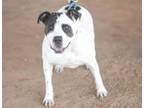 Adopt FLOSSY a American Staffordshire Terrier