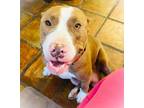 Adopt Mama Blessings a American Staffordshire Terrier, Terrier