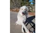 Adopt Trooper a Great Pyrenees