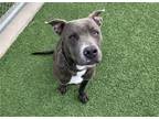 Adopt BANANA SPLIT a American Staffordshire Terrier, Mixed Breed