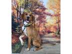 Adopt Copper a Redbone Coonhound