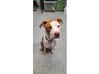 Adopt Hooch a Tan/Yellow/Fawn American Pit Bull Terrier / Mixed dog in