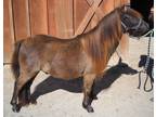 Adorable miniature Pony