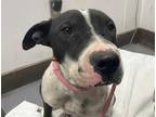 Adopt FLACA a Black - with White Shar Pei / Mixed dog in Tucson, AZ (36601490)