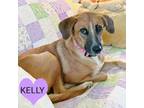 Adopt Kelly a Tan/Yellow/Fawn Black Mouth Cur / Mixed Breed (Medium) / Mixed dog