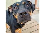 Adopt Carla a Black - with Brown, Red, Golden, Orange or Chestnut Rottweiler /