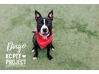 Adopt Dingo a Black American Pit Bull Terrier / Mixed dog in Kansas City