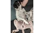 Adopt Mr. Beans a Cattle Dog / Labrador Retriever / Mixed dog in Salt Lake City