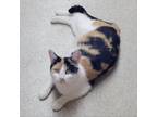 Adopt Cayenne a Calico or Dilute Calico Domestic Shorthair / Mixed cat in