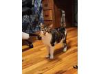 Adopt Athena a Brown Tabby American Shorthair (short coat) cat in Bethel