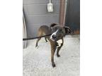 Adopt CASHEW a Brown/Chocolate - with White Whippet / Mixed dog in Chester