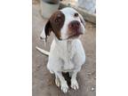 Adopt Dixie a White - with Brown or Chocolate English Pointer / Mixed dog in