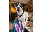 Adopt Tic Tac a White Jack Russell Terrier / Mixed dog in Candler, NC (36594817)