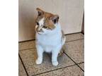 Adopt Mystery a Orange or Red Domestic Shorthair / Domestic Shorthair / Mixed