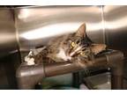 Adopt Gabby a All Black Domestic Mediumhair / Domestic Shorthair / Mixed cat in