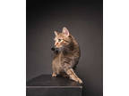 Adopt Olive Garden a Tan or Fawn Domestic Shorthair / Domestic Shorthair / Mixed