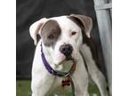 Adopt *PEARL a White - with Gray or Silver American Pit Bull Terrier / Mixed dog
