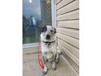 Blue, Maremma Sheepdog For Adoption In Lindsay, Ontario