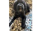 Tibetan Mastiff Puppy for sale in Silverado, CA, USA