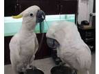 Umbrella cockatoo parrots for sale