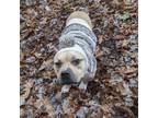 Adopt Charles Hnery a Tan/Yellow/Fawn Staffordshire Bull Terrier / Mixed dog in