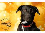 Adopt Romeo a Labrador Retriever / Mixed dog in Salt Lake City, UT (36608199)