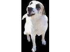 Adopt Conrad a White Collie / Mixed dog in Bartlesville, OK (36604912)