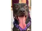 Adopt POPPY (Bahrain, yo) a Black Pit Bull Terrier / Mixed dog in Langley