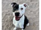Adopt MASQUERADE* a Black - with White American Pit Bull Terrier / Boxer / Mixed