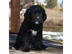 Bernese Mountain Dog Puppy for sale in Fort Collins, CO, USA
