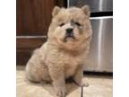 Chow Chow Puppy for sale in Desoto, TX, USA