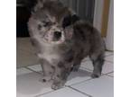 Chow Chow Puppy for sale in Desoto, TX, USA