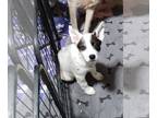 Australian Cattle Dog PUPPY FOR SALE ADN-506377 - Heeler Puppies