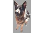 Adopt Otis a German Shepherd Dog, Mixed Breed