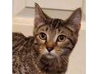 Adopt Adelie a Domestic Short Hair
