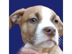 Adopt ANGEL a American Staffordshire Terrier