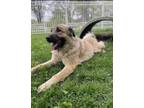 Adopt Arya a Tan/Yellow/Fawn Anatolian Shepherd / Mixed dog in West Allis