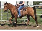 Beautiful, Tall & Refined, Registered, 2006 Bay mare