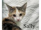 Adopt Sally a Calico or Dilute Calico Domestic Shorthair (short coat) cat in