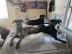 Adopt Ash/Milo/Hazel a Black Great Dane / German Shepherd Dog / Mixed dog in