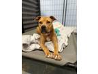 Adopt Ruby a Tan/Yellow/Fawn - with White Mixed Breed (Medium) / Black Mouth Cur